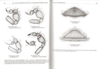 Fauna of New Zealand Number 70: Periegopidae (Arachnida: Araneae).