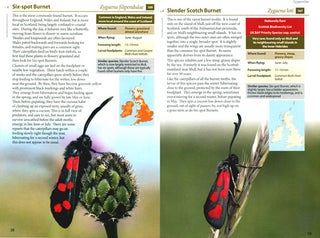Britain's day-flying moths: a field guide to the day-Flying moths of Britain and Ireland.