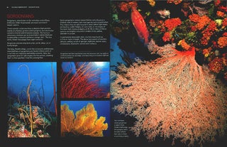 The Great Barrier Reef: a Queensland Museum discovery guide.