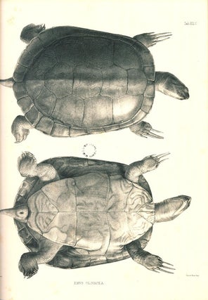 Catalogue of shield reptiles in the collection of the British Museum, part one: Testudinata (tortoises).