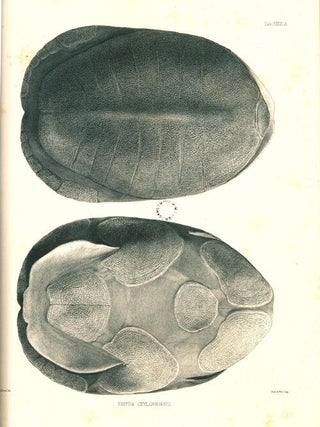 Catalogue of shield reptiles in the collection of the British Museum, part one: Testudinata (tortoises).