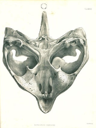 Catalogue of shield reptiles in the collection of the British Museum, part one: Testudinata (tortoises).