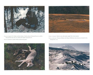 Among wolves: Gordon Haber's insights into Alaska's most misunderstood animal.
