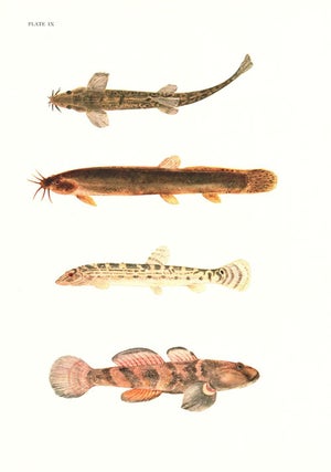 The fresh-water fishes of China.