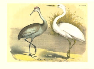 Studer's popular ornithology. The birds of North America.