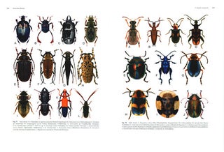 Australian beetles volume one: morphology, classification and keys.