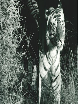 In predatory light: lions and tigers and Polar bears.