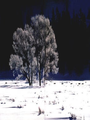 Yellowstone wildlife: ecology and natural history of the greater Yellowstone ecosystem.