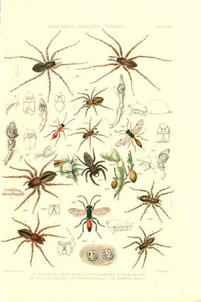 A history of the spiders of Great Britain and Ireland.