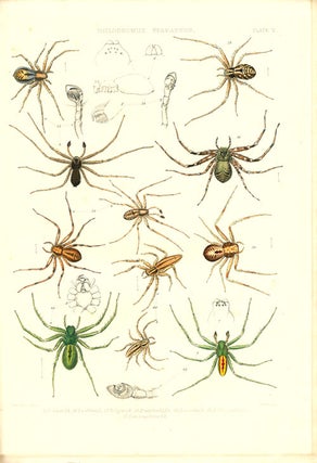 A history of the spiders of Great Britain and Ireland.