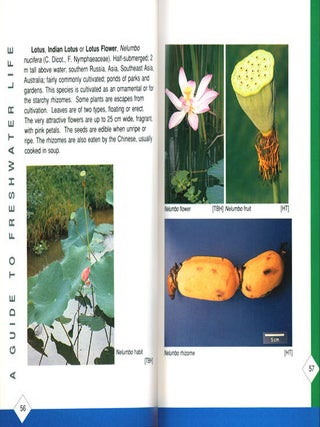 A guide to freshwater life in Singapore.