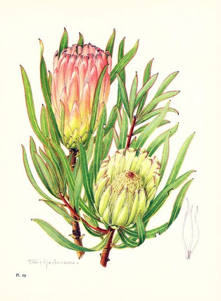 The proteas of Southern Africa.