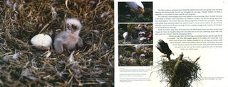 Inside a Bald eagle's nest: a photographic journey through the American Bald eagle nesting season.