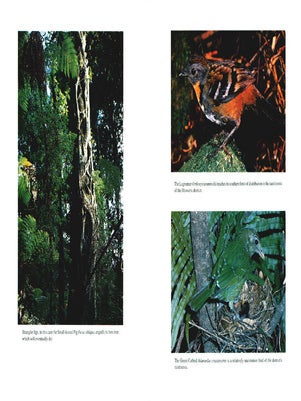 Rainforests of the Illawarra district.