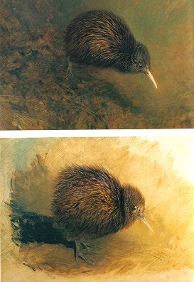 Stock ID 3667 Kiwis: a monograph of the family Apterygidae. Ray Harris-Ching