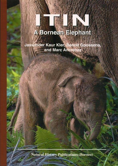 Stock ID 36703 Itin: a Bornean elephant. Jaswinder Kaur Kler, Benoit Goossens, Marc Ancrenaz.