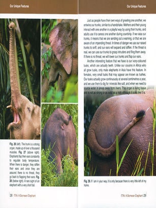 Itin: a Bornean elephant.