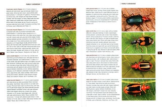 Beetles of eastern North America.
