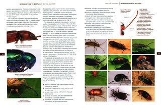 Beetles of eastern North America.