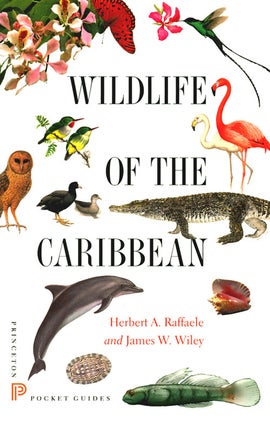 Stock ID 36738 Wildlife of the Caribbean. Herbert A. Raffaele, James W. Wiley
