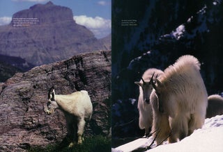 Life on the rocks: a portrait of the American mountain goat.