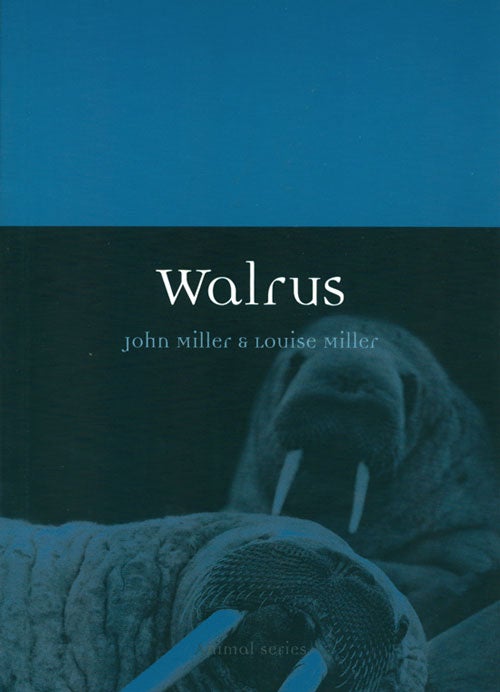 Stock ID 36957 Walrus. John Miller, Louise Miller.
