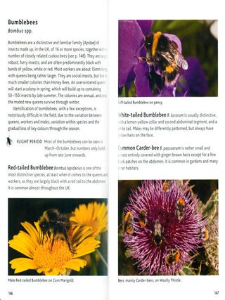 Bloomsbury pocket guide to insects.