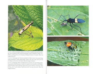Planet of the bugs: evolution and the rise of insects.