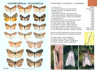 Moths of Victoria: part five, Satin moths and allies, Geometroidea (A).