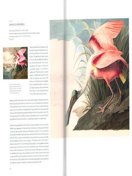 Audubon's aviary: the original watercolours for The Birds of America.
