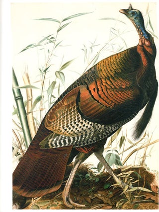 Audubon's aviary: the original watercolours for The Birds of America.