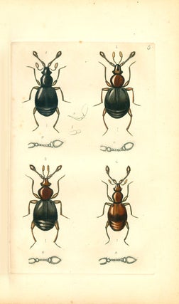 Monographia Pselaphidarum et Scydmaenidarum Britanniae: or an essay on the British species of the ...