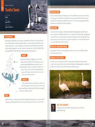 Common birds of Nunavut.