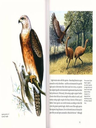 Eagle.