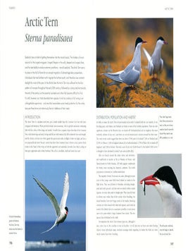 RSPB seabirds.