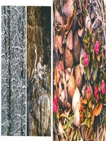 Vanishing act: the artistry of animal camouflage.