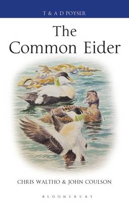 Stock ID 37292 The Common eider. Chris Waltho, John C. Coulson