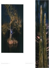 Everglades: America's wetland.