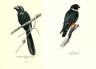 Mexican birds: first impressions based upon an ornithological expedition to Tamaulipas, Nuevo Leon, and coahuila. With an appendix briefly describing all Mexican birds.