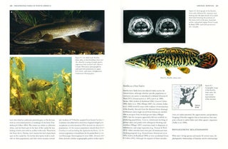 Freshwater fishes of North America, volume one: Petromyzontidae to Catostomidae.