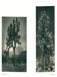 Ancient trees: portraits of time.