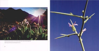 Sinai: landscape and nature in Egypt's wilderness.