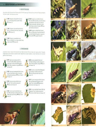 British moths: a photographic guide to the moths of Britain and Ireland.