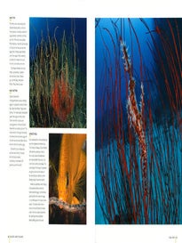 Wildlife under the waves.