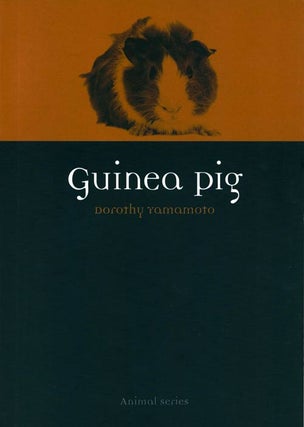 Stock ID 37903 Guinea pig. Dorothy Yamamoto