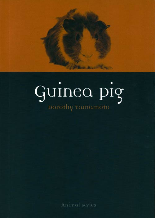 Stock ID 37903 Guinea pig. Dorothy Yamamoto.