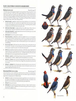 Robins and Chats.