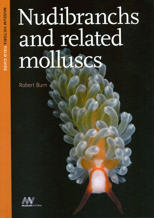 Stock ID 38383 Nudibranchs and related molluscs. Robert Burn.