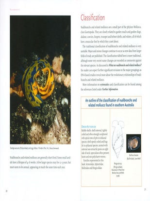 Nudibranchs and related molluscs.
