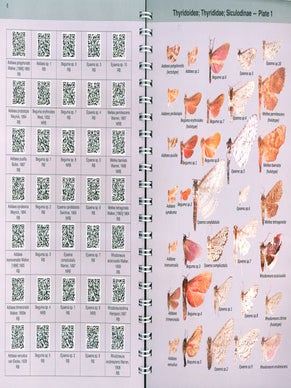 A preliminary guide to Pyralid moths of Borneo, part 1.